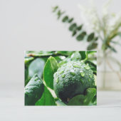 Green Meyer Lemon Briefkaart (Staand voorkant)