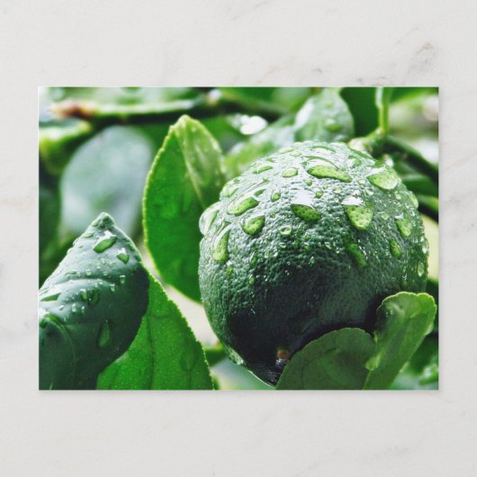 Green Meyer Lemon Briefkaart (Voorkant)