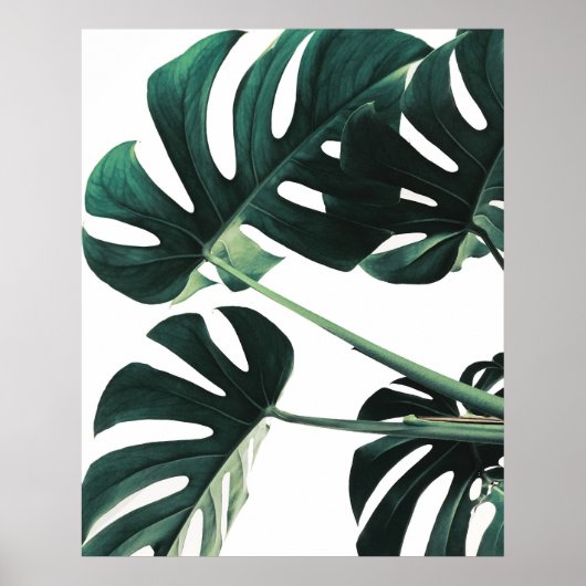 Green Monstera Fotografie Poster (Voorkant)