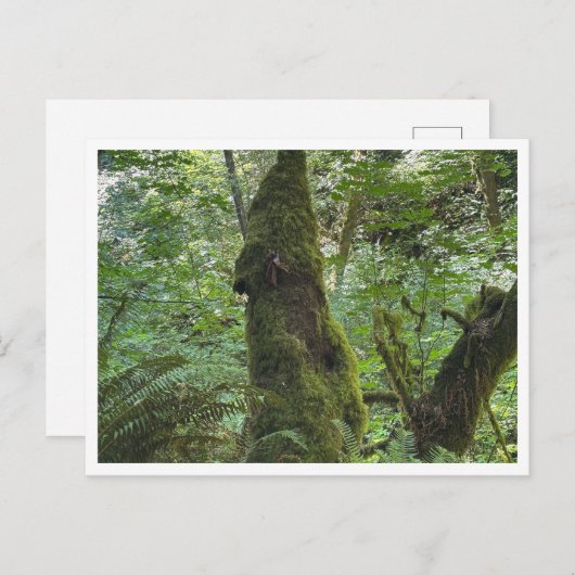 Green moss briefkaart (Voorkant / Achterkant)