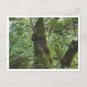 Green moss briefkaart (Voorkant)