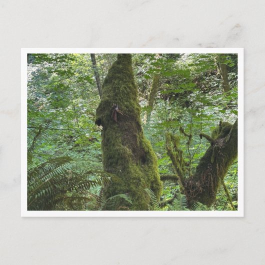 Green moss briefkaart (Voorkant)