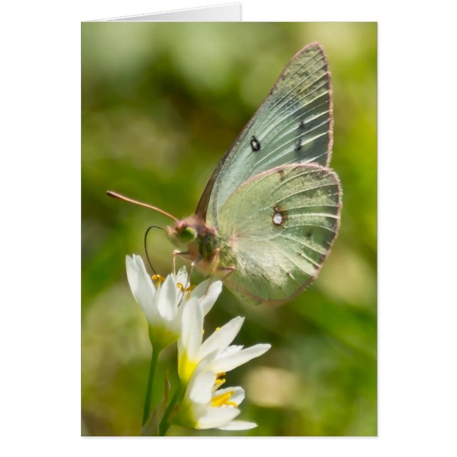 Green Moth on False Garlic Apparel en Gifts (Voorkant)