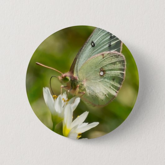 Green Moth on False Garlic Apparel en Gifts Ronde Button 5,7 Cm (Voorkant)