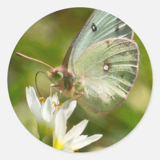 Green Moth on False Garlic Apparel en Gifts Ronde Sticker (Voorkant)