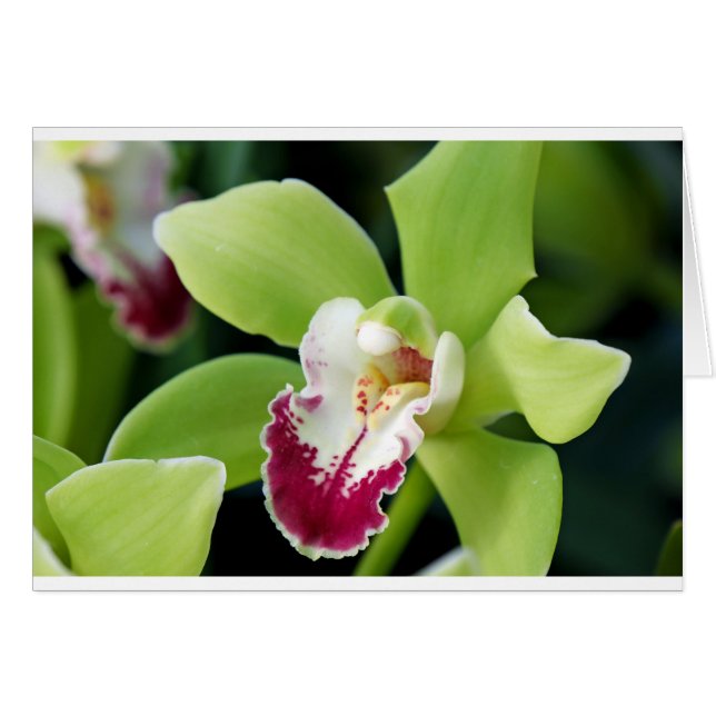 Green Orchid (Voorkant Horizontaal)