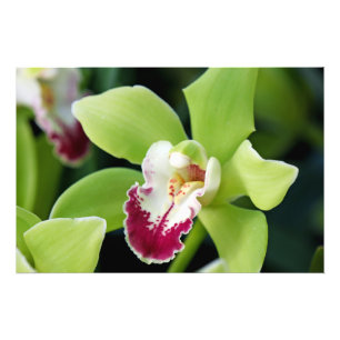Green Orchid Foto Afdruk