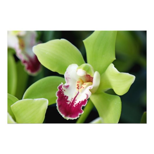 Green Orchid Foto Afdruk (Voorkant)