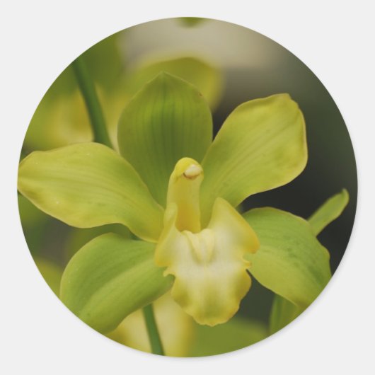 Green Orchid Ronde Sticker (Voorkant)