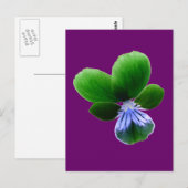 Green Pansy Briefkaart (Voorkant / Achterkant)