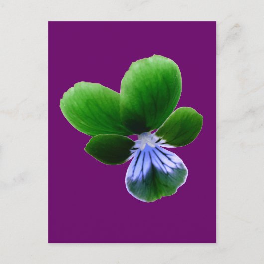 Green Pansy Briefkaart (Voorkant)