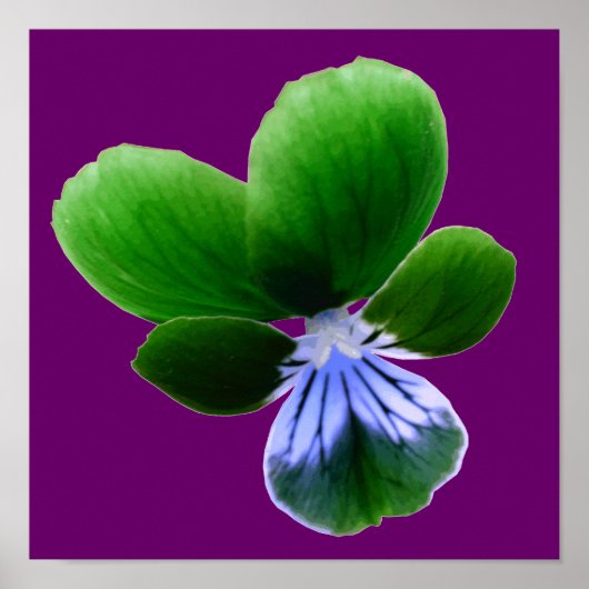 Green Pansy Print (Voorkant)