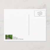 Green Paradise Briefkaart (Achterkant)