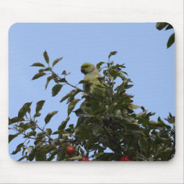 Green Parakeet Muismat