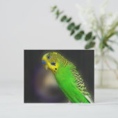 Green Paraket Briefkaarten (Staand voorkant)