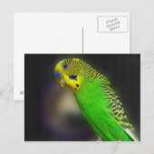 Green Paraket Briefkaarten (Voorkant / Achterkant)