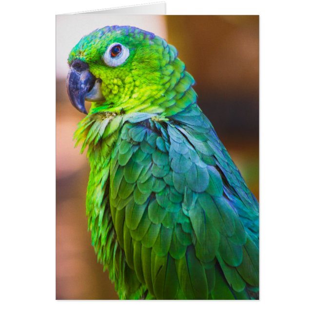 Green Parrot (Voorkant)
