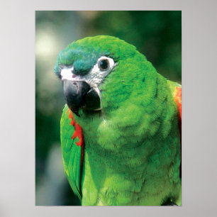 Green Parrot Bird Poster Print