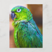 Green Parrot Briefkaart (Voorkant)