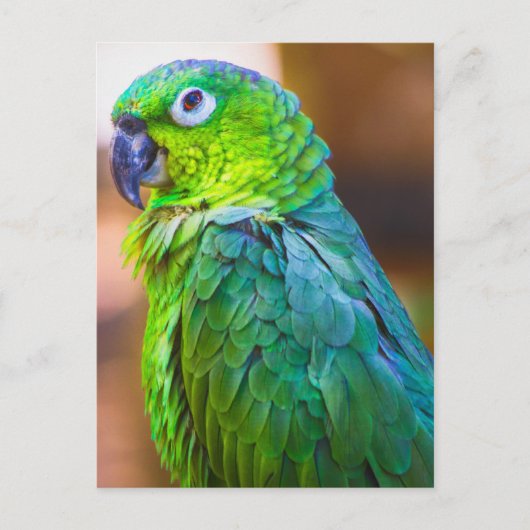 Green Parrot Briefkaart (Voorkant)