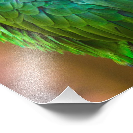 Green Parrot Foto Afdruk (Hoek)