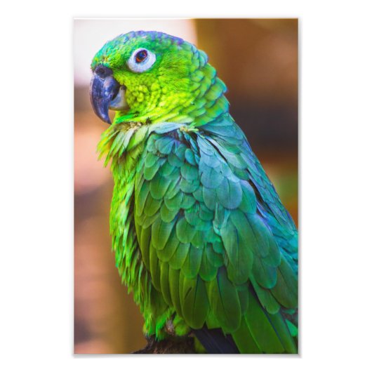 Green Parrot Foto Afdruk (Voorkant)