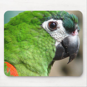 Green Parrot Mousepad Muismat