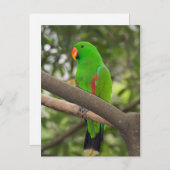 Green Parrot Portrait Briefkaart (Voorkant / Achterkant)