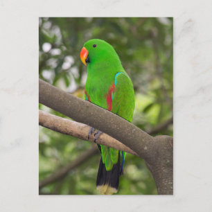 Green Parrot Portrait Briefkaart