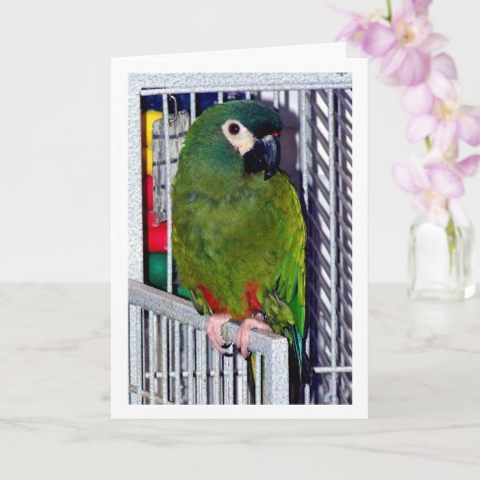 Green Parrot Portrait Kaart (Orchidee)