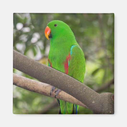 Green Parrot Portrait Magneet (Voorkant)