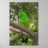 Green Parrot Portrait Poster (Voorkant)