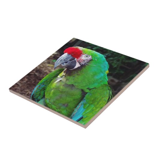 Green Parrot Tegeltje (Zijkant)