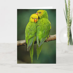 Green Parrots Love Birds Photography Kaart