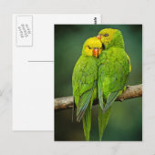 Green Parrots Tortelduifjes Fotografie Briefkaart (Voorkant / Achterkant)