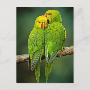 Green Parrots Tortelduifjes Fotografie Briefkaart