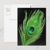Green Peacock Feather on Black Briefkaart (Voorkant / Achterkant)