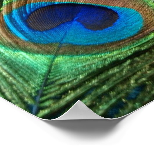 Green Peacock Feather Poster (Hoek)