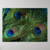Green Peacock Feather Poster (Voorkant)