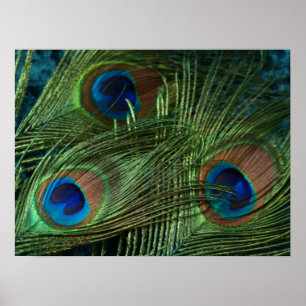 Green Peacock Feather Poster
