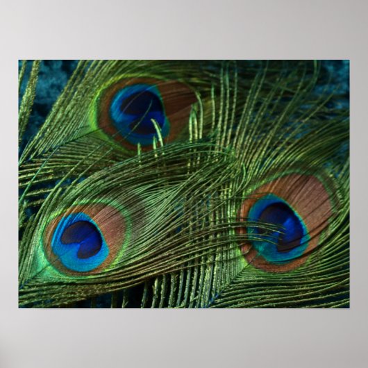 Green Peacock Feather Poster (Voorkant)