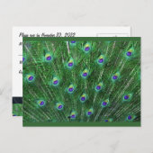Green Peacock Feathers RSVP Uitnodiging Briefkaart (Voorkant / Achterkant)