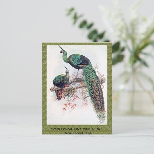 Green Peafowl, Pavo muticus, 1872 monografie Pha Briefkaart (Staand voorkant)