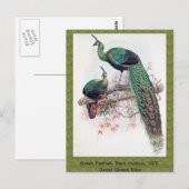 Green Peafowl, Pavo muticus, 1872 monografie Pha Briefkaart (Voorkant / Achterkant)