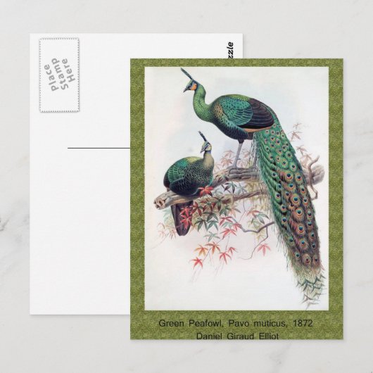 Green Peafowl, Pavo muticus, 1872 monografie Pha Briefkaart (Voorkant / Achterkant)