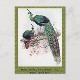 Green Peafowl, Pavo muticus, 1872 monografie Pha Briefkaart