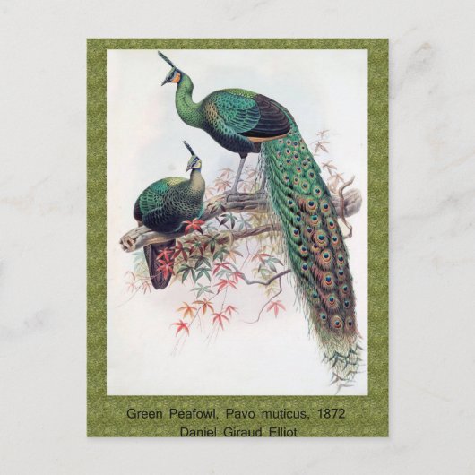 Green Peafowl, Pavo muticus, 1872 monografie Pha Briefkaart (Voorkant)