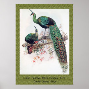 Green Peafowl, Pavo muticus, 1872 monografie Pha Poster