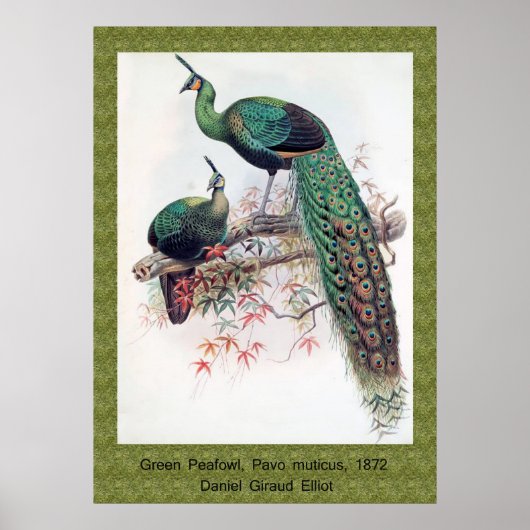 Green Peafowl, Pavo muticus, 1872 monografie Pha Poster (Voorkant)