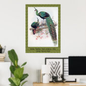 Green Peafowl, Pavo muticus, 1872 monografie Pha Poster (Thuiskantoor)
